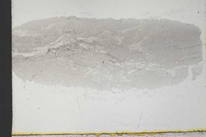 Plane Polarized, S31537