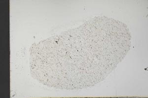 Plane Polarized, S31539