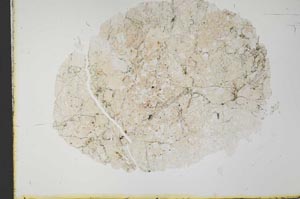 Plane Polarized, S31548