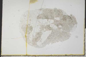 Plane Polarized, S31566