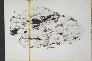 Plane Polarized, S31572