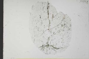 Plane Polarized, S31577