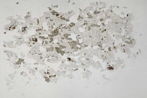 Plane Polarized, S31583/A