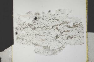 Plane Polarized, S31585