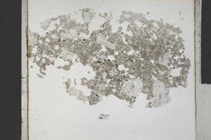 Plane Polarized, S31593