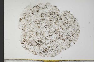 Plane Polarized, S31628