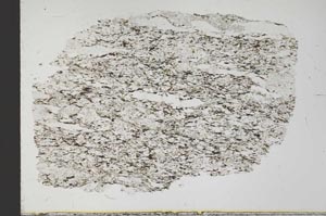 Plane Polarized, S31630