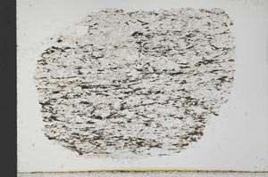 Plane Polarized, S31637