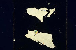 Cross Polarized, S31648/A