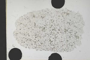 Plane Polarized, S31665/A