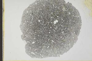 Plane Polarized, S31679