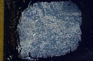 Cross Polarized, S31687