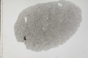 Plane Polarized, S31716