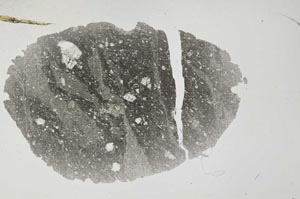 Plane Polarized, S31718