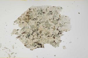 Plane Polarized, S31733