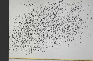 Plane Polarized, S31736