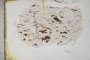 Plane Polarized, S31741