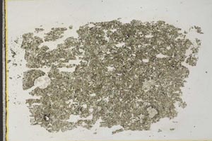 Plane Polarized, S31742