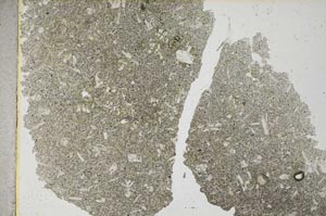 Plane Polarized, S31748