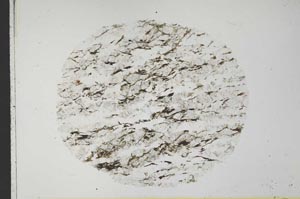 Plane Polarized, S31763