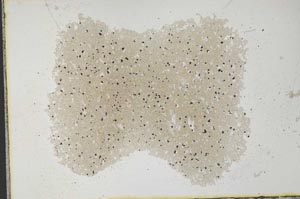 Plane Polarized, S31804