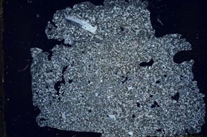 Cross Polarized, S31807