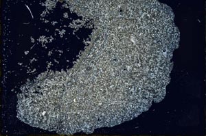 Cross Polarized, S31808