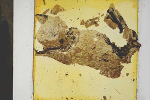 Plane Polarized, S31833