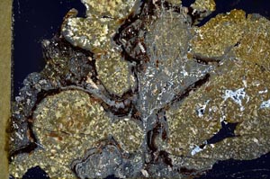 Cross Polarized, S31833/A