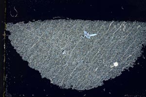 Cross Polarized, S31835