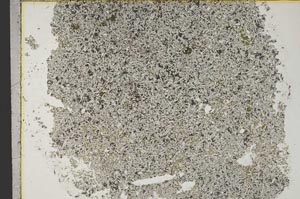 Plane Polarized, S31836