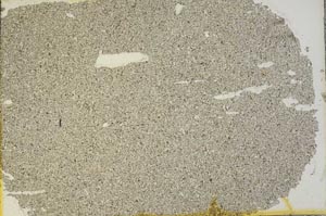 Plane Polarized, S31837