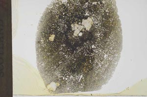 Plane Polarized, S31880