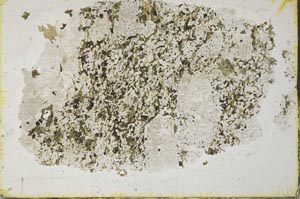 Plane Polarized, S31923