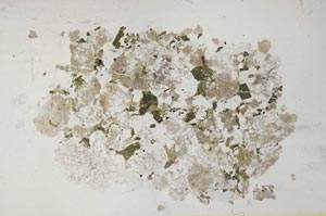 Plane Polarized, S31928