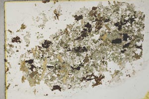 Plane Polarized, S31929