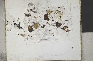 Plane Polarized, S31937