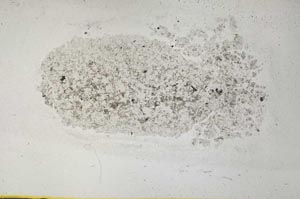 Plane Polarized, S31939