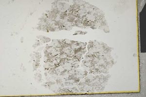 Plane Polarized, S31943