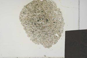 Plane Polarized, S31989