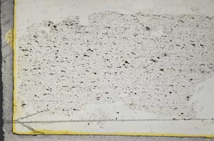 Plane Polarized, S31991