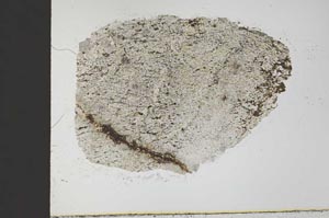 Plane Polarized, S32035