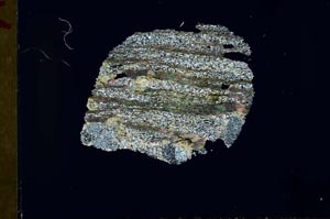 Cross Polarized, S32036