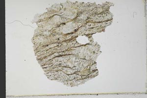 Plane Polarized, S32038