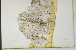 Plane Polarized, S32044