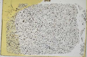 Plane Polarized, S32161