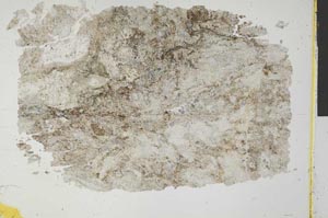 Plane Polarized, S32167