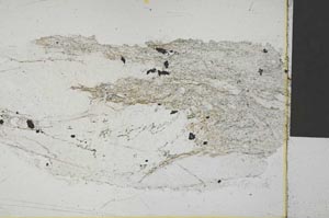 Plane Polarized, S32211