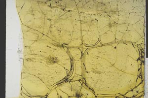 Plane Polarized, S32222