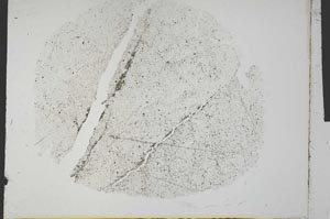 Plane Polarized, S32232